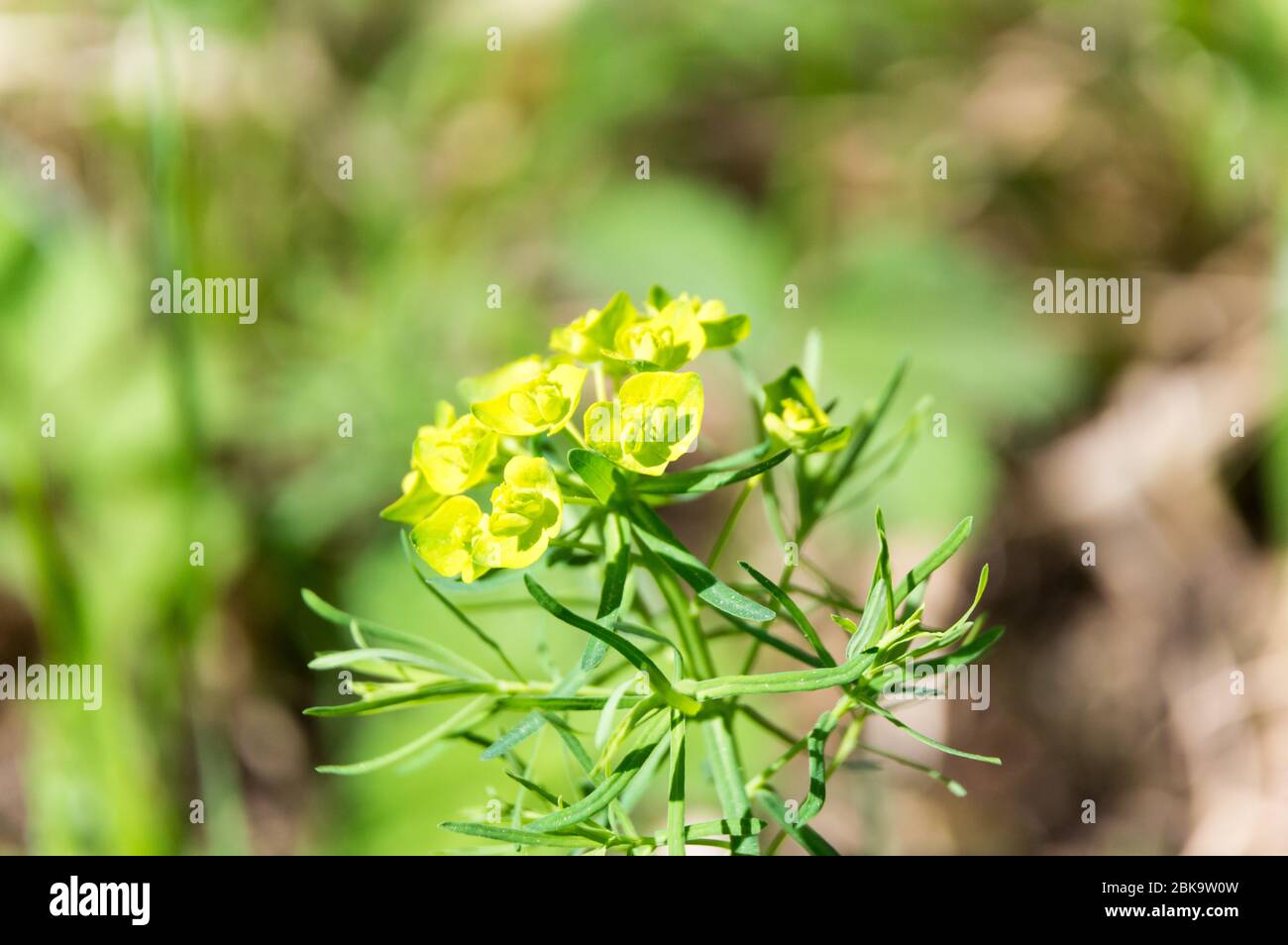 Zypressen-Spurge blühende Euphorbia cyparissia Stockfoto