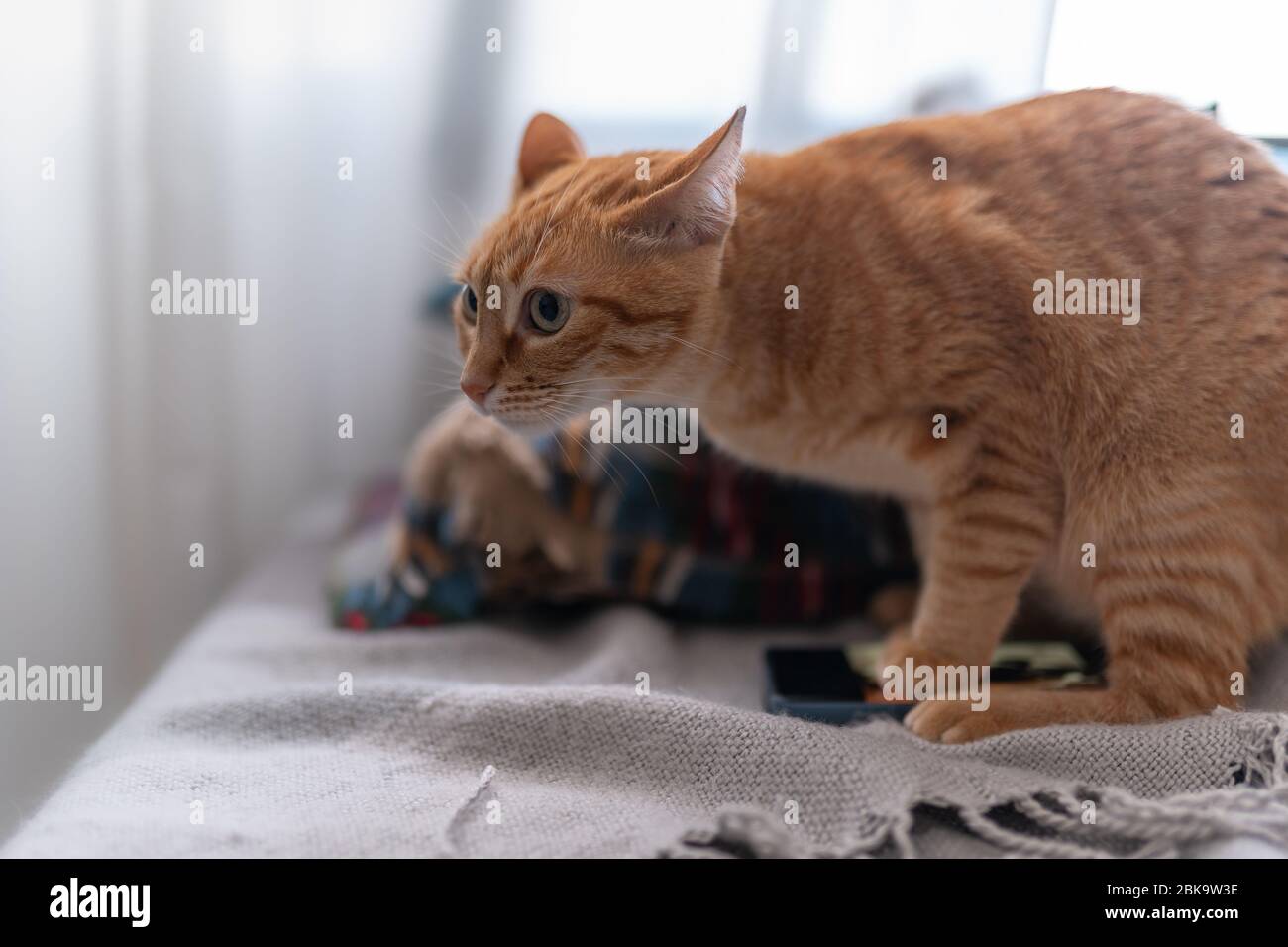 Die Katze mit den Ohren nach unten bereitet sich auf den Angriff vor. Nahaufnahme Profil Hochformat Stockfoto