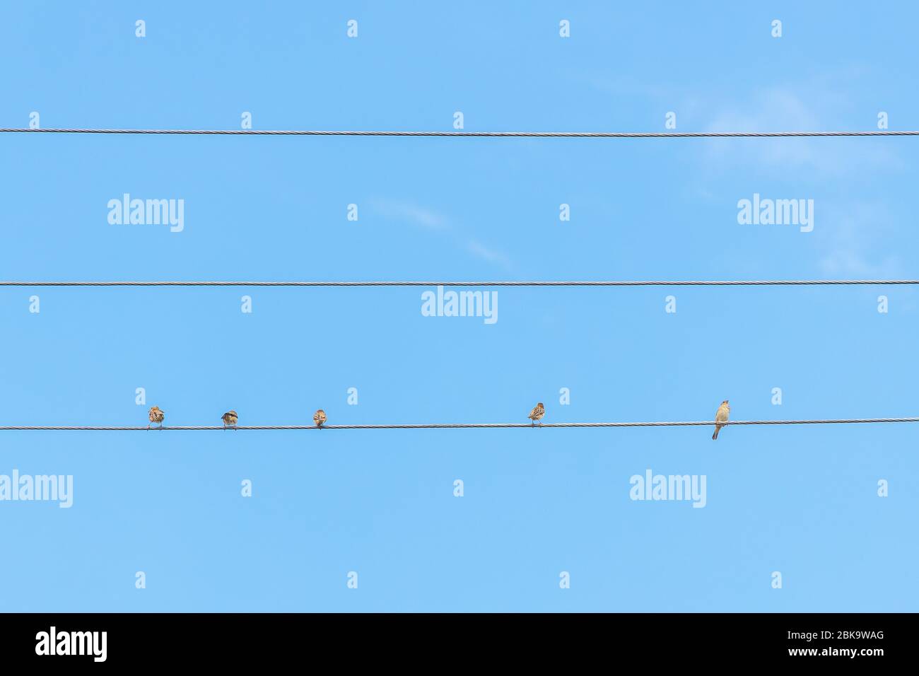 Spatz sitzt auf Draht gegen den blauen Himmel. Drei Vögel sitzen zusammen, zwei sitzen weit voneinander entfernt. Konzept der sozialen Distanzierung. Stockfoto