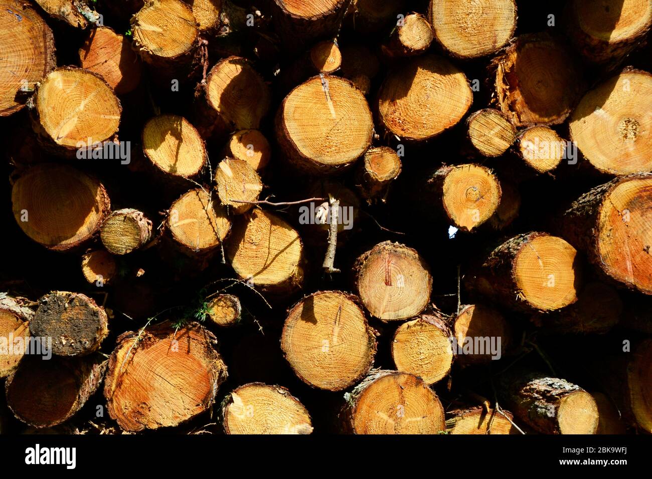 Baumstämme in Wäldern in West Wycombe, Großbritannien Stockfoto