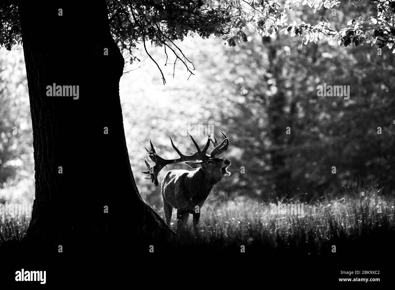 Hirsche im Wald während der Furche Stockfoto