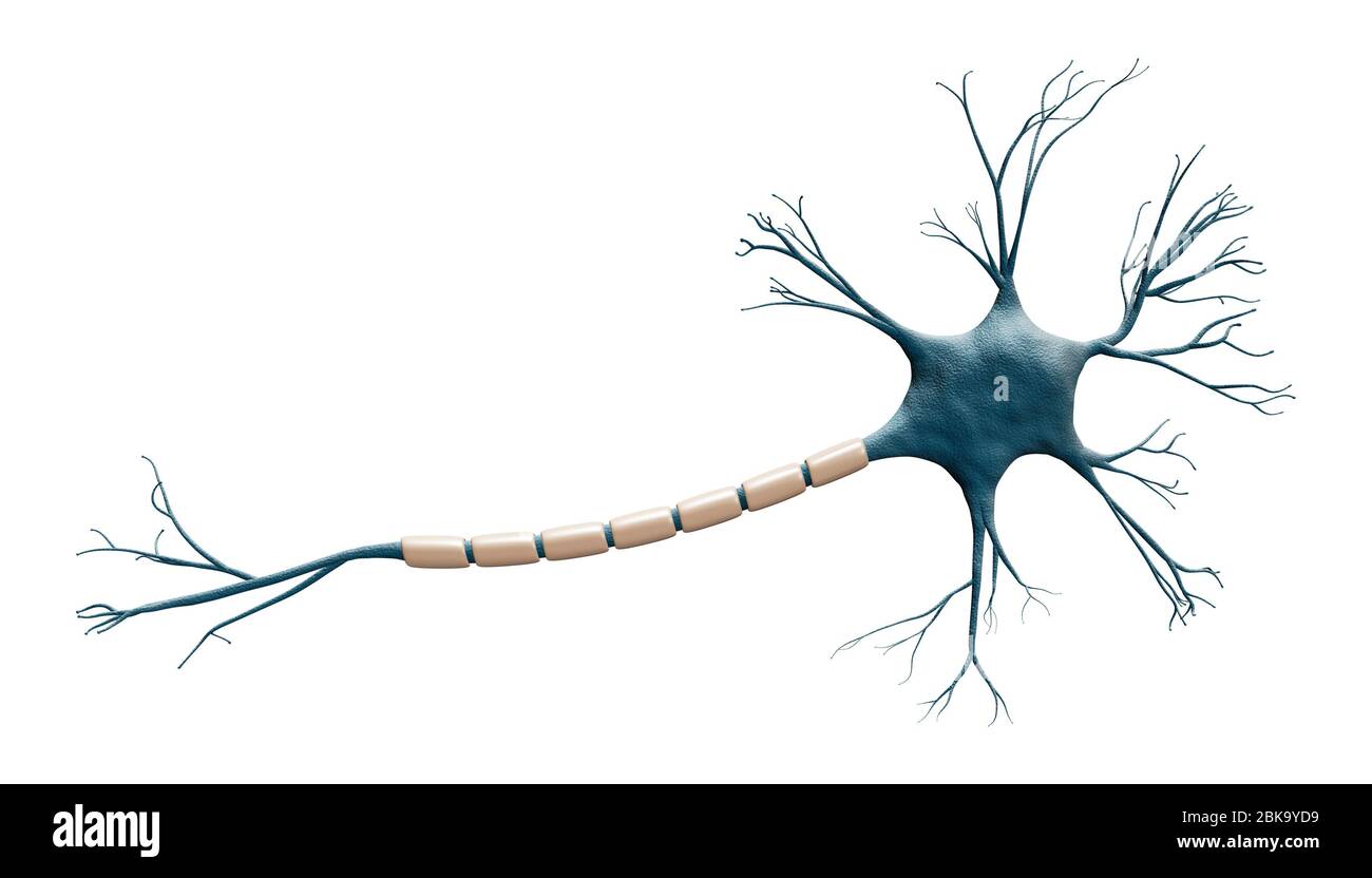 Generisches blaues Neuronzellmodell, isoliert auf weißem Hintergrund mit Kopierraum. Wissenschaft, Neurowissenschaften, Biologie, Mikrobiologie, Neurologie 3d Rendering il Stockfoto
