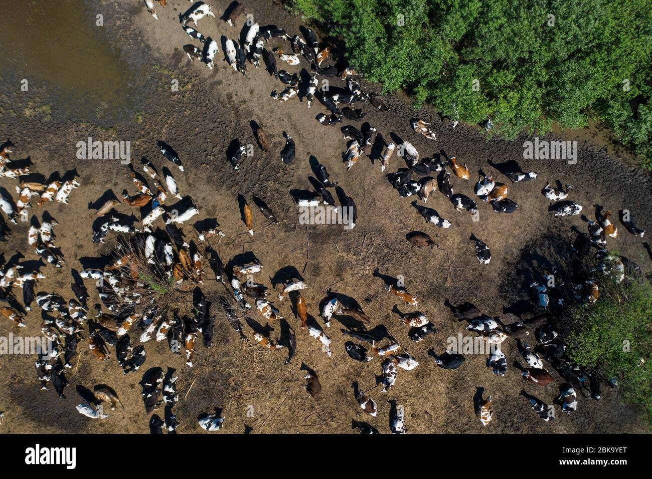 Knappe Weide für Rinderherden. Die Gefahr einer Lebensmittelkrise. Stockfoto