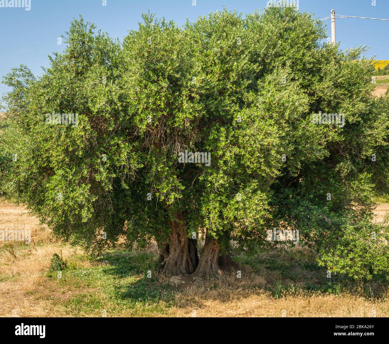 Olivenbaum (Olea europaea) in den Marken Land, Italien, Europa Stockfoto