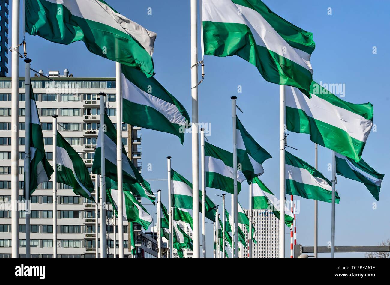 Rotterdam, Niederlande, 5. April 2020: Zwei Dutzend der grün-weiß-grünen Rotterdamer Stadtflagge auf dem Boompjes Boulevard, mit modernen Gebäuden im Stockfoto