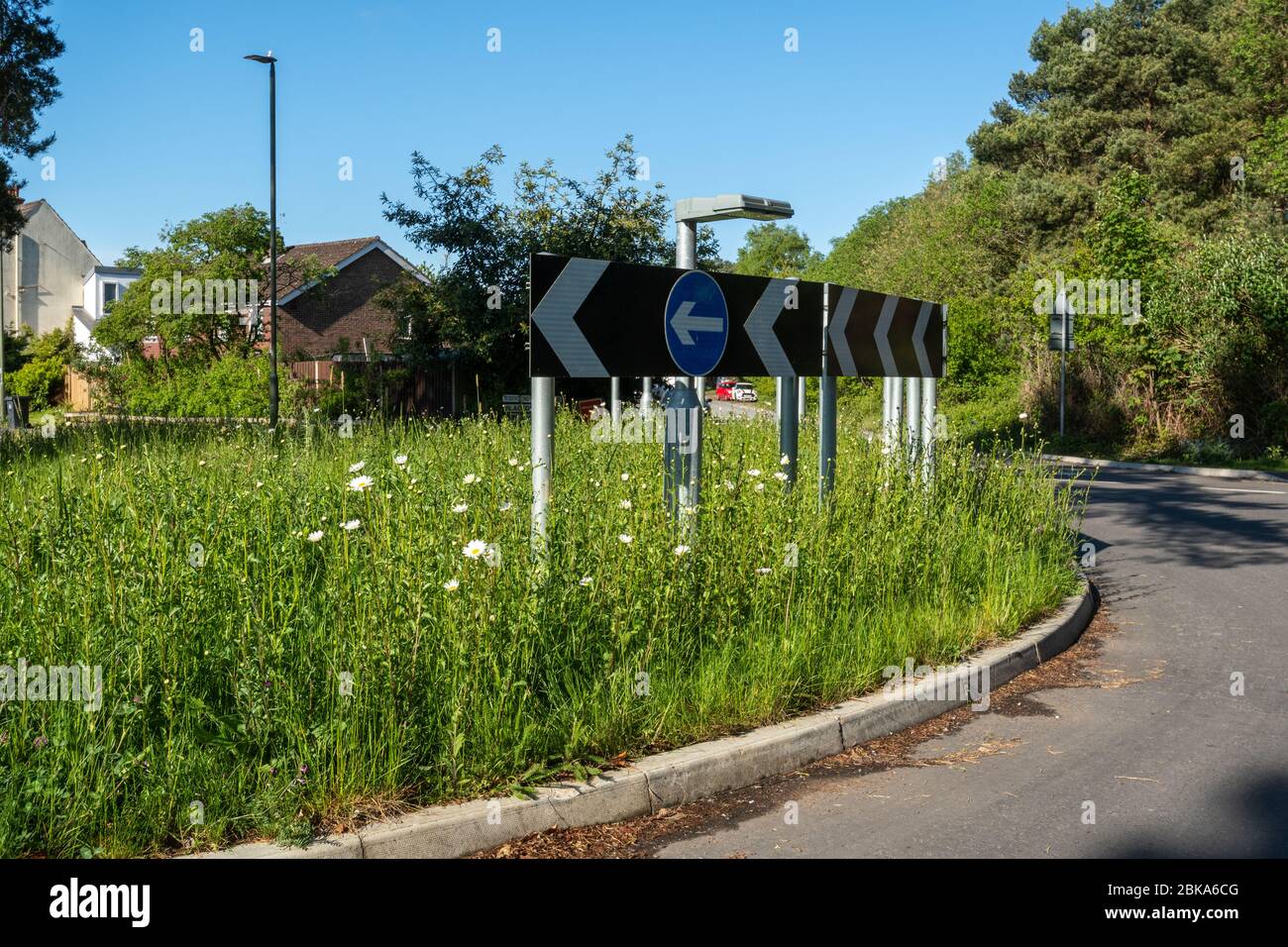 Wildblumen, einschließlich Ochsengaisies, die an einem Kreisverkehr in Surrey, England, Großbritannien wachsen Stockfoto