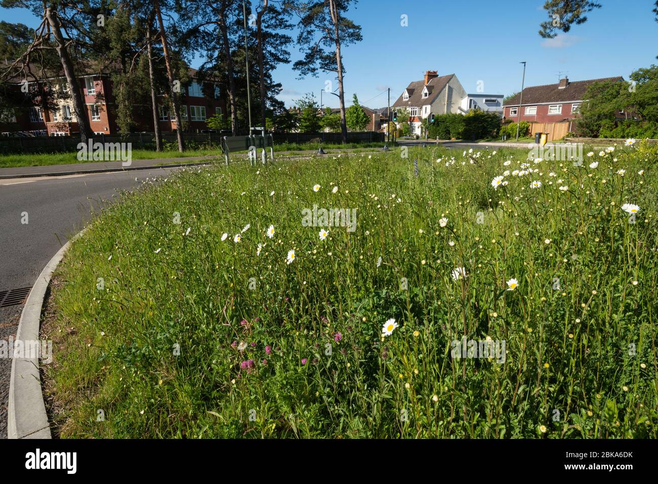 Wildblumen, einschließlich Ochsengaisies, die an einem Kreisverkehr in Surrey, England, Großbritannien wachsen Stockfoto