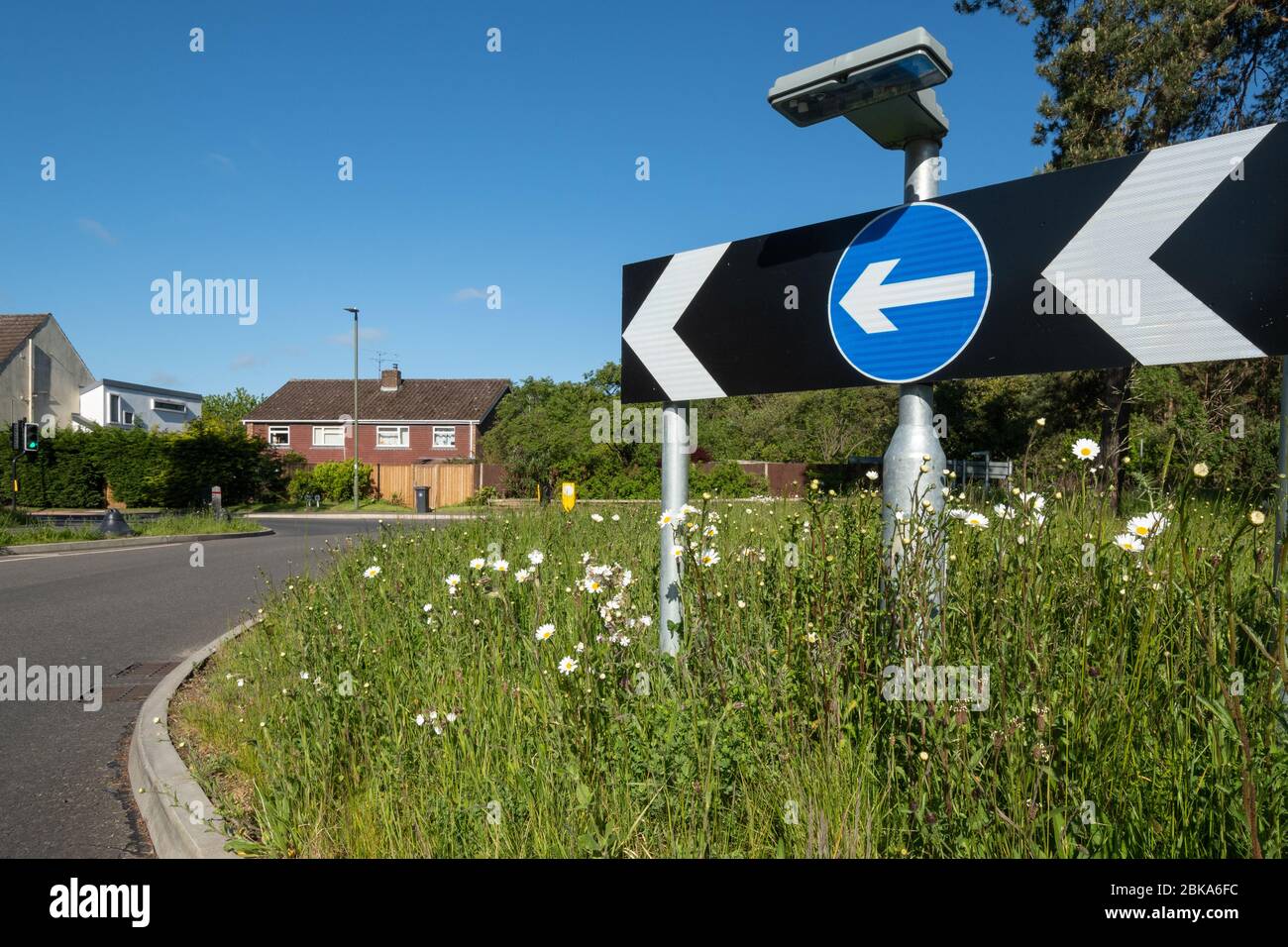 Wildblumen, einschließlich Ochsengaisies, die an einem Kreisverkehr in Surrey, England, Großbritannien wachsen Stockfoto