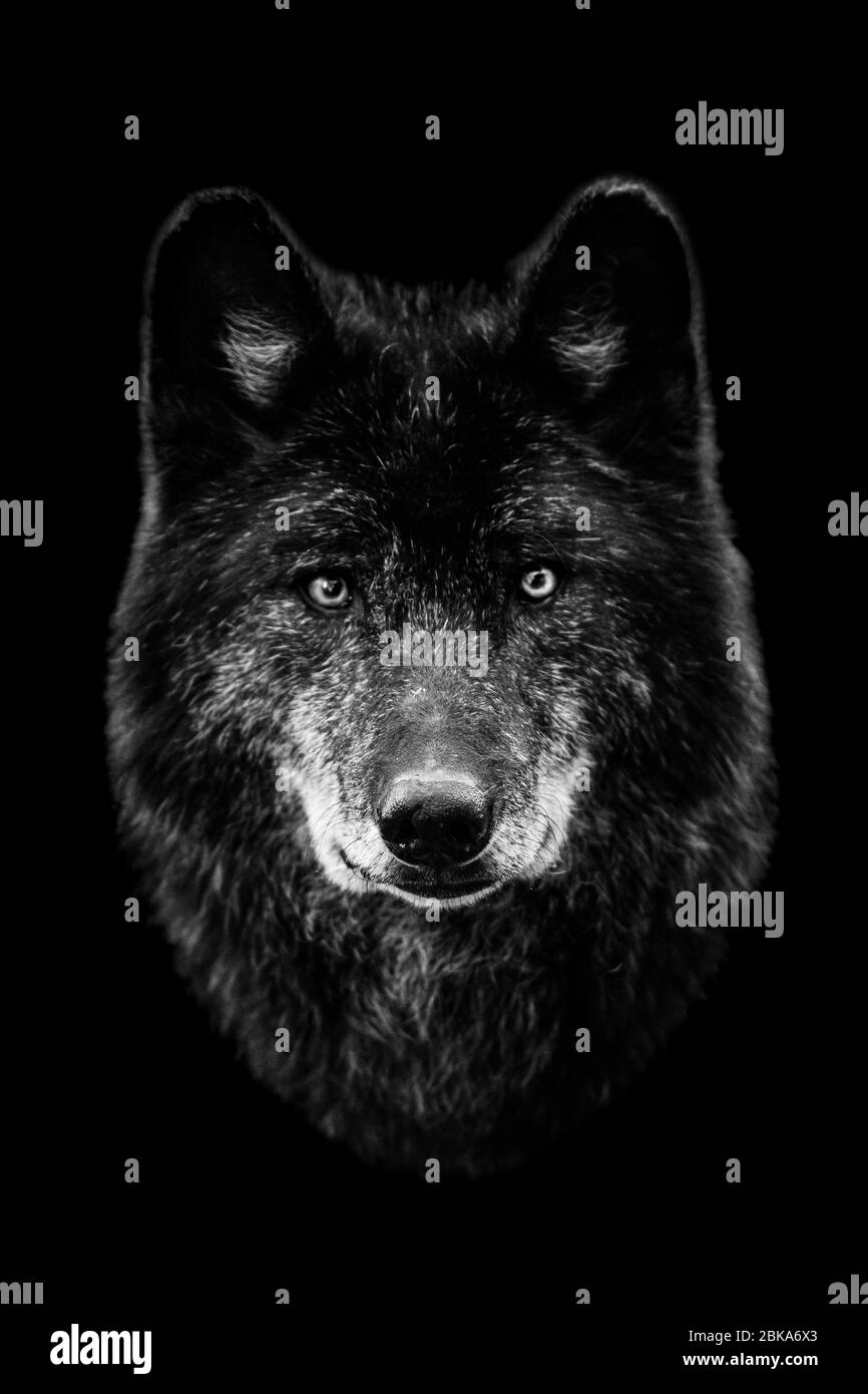 Schwarzer Wolf mit schwarzem Hintergrund Stockfoto