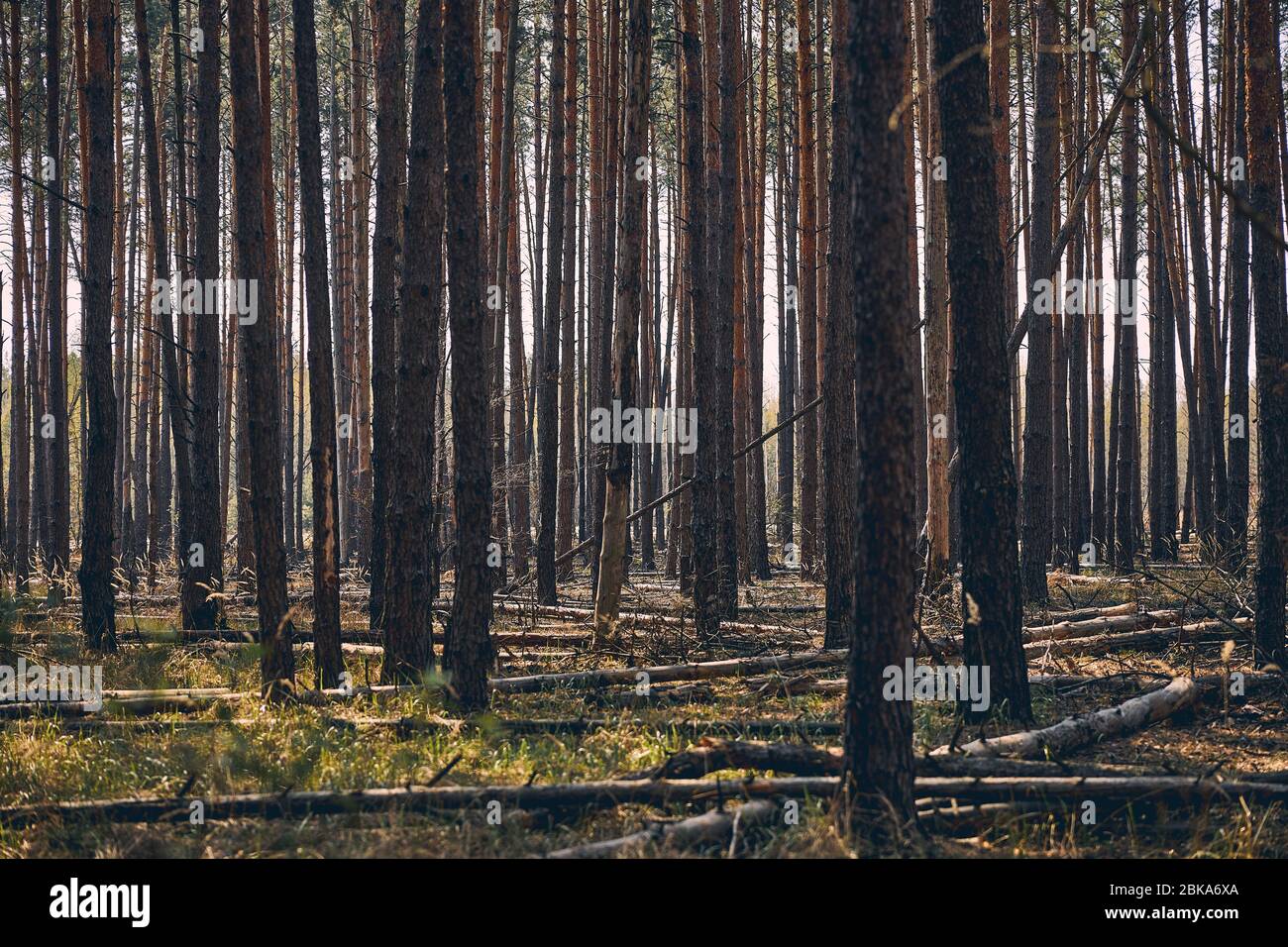 Immergrüne Nadelbäume, die in der gemäßigten Zone wachsen Stockfoto