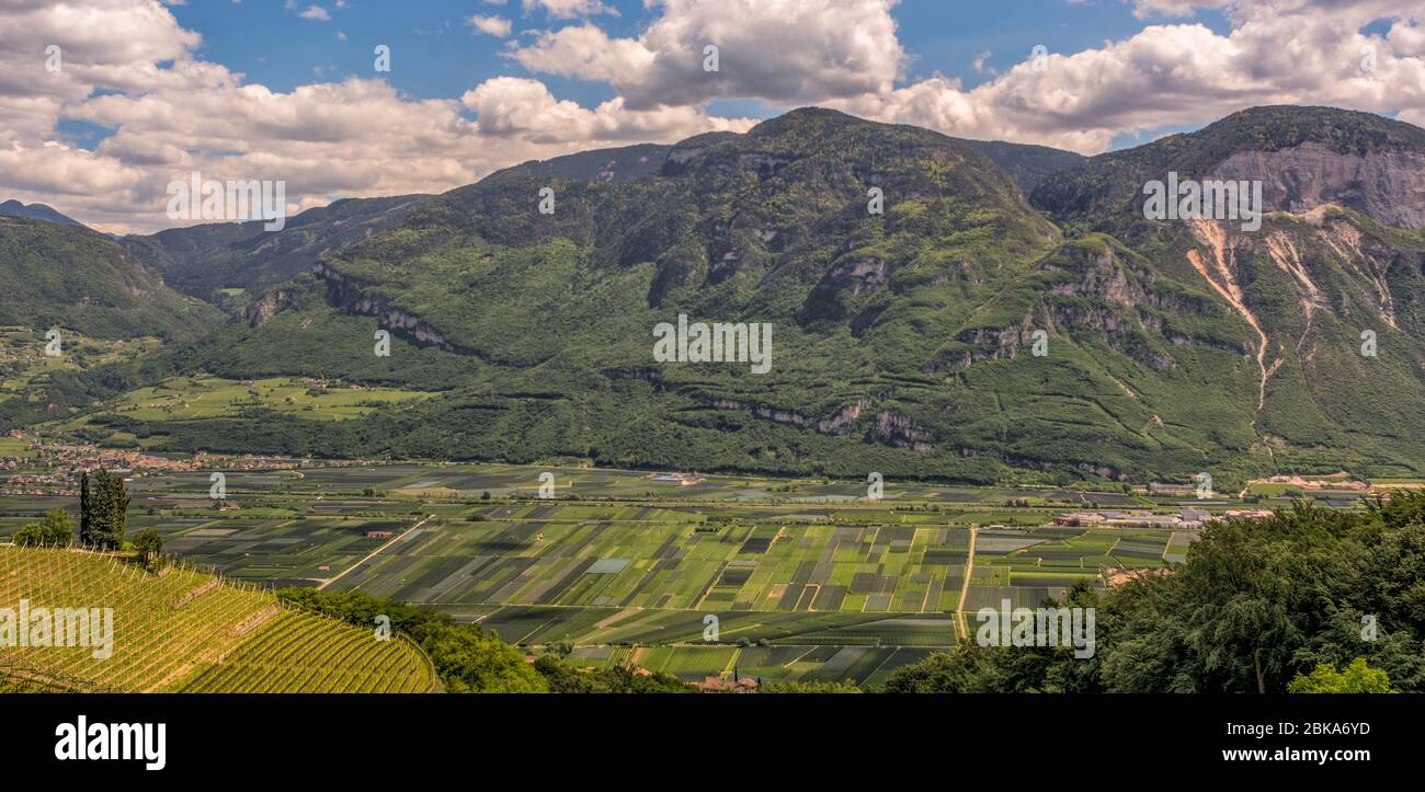 Weinberge Trentino Südtirol Südtirol , Bozen, Italien. Gebiet von Südtirol, Frühlingslandschaft. Stockfoto