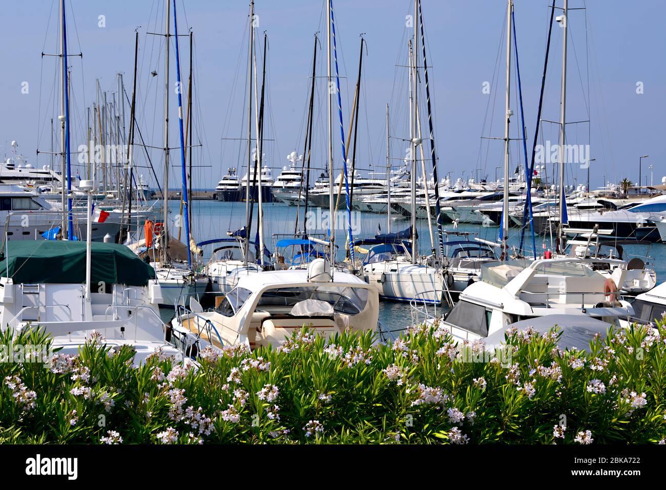 Hafen mit Rosebay im Vordergrund bei Cannes in Frankreich, einer Stadt an der französischen Riviera im Département Alpes-Maritimes Stockfoto