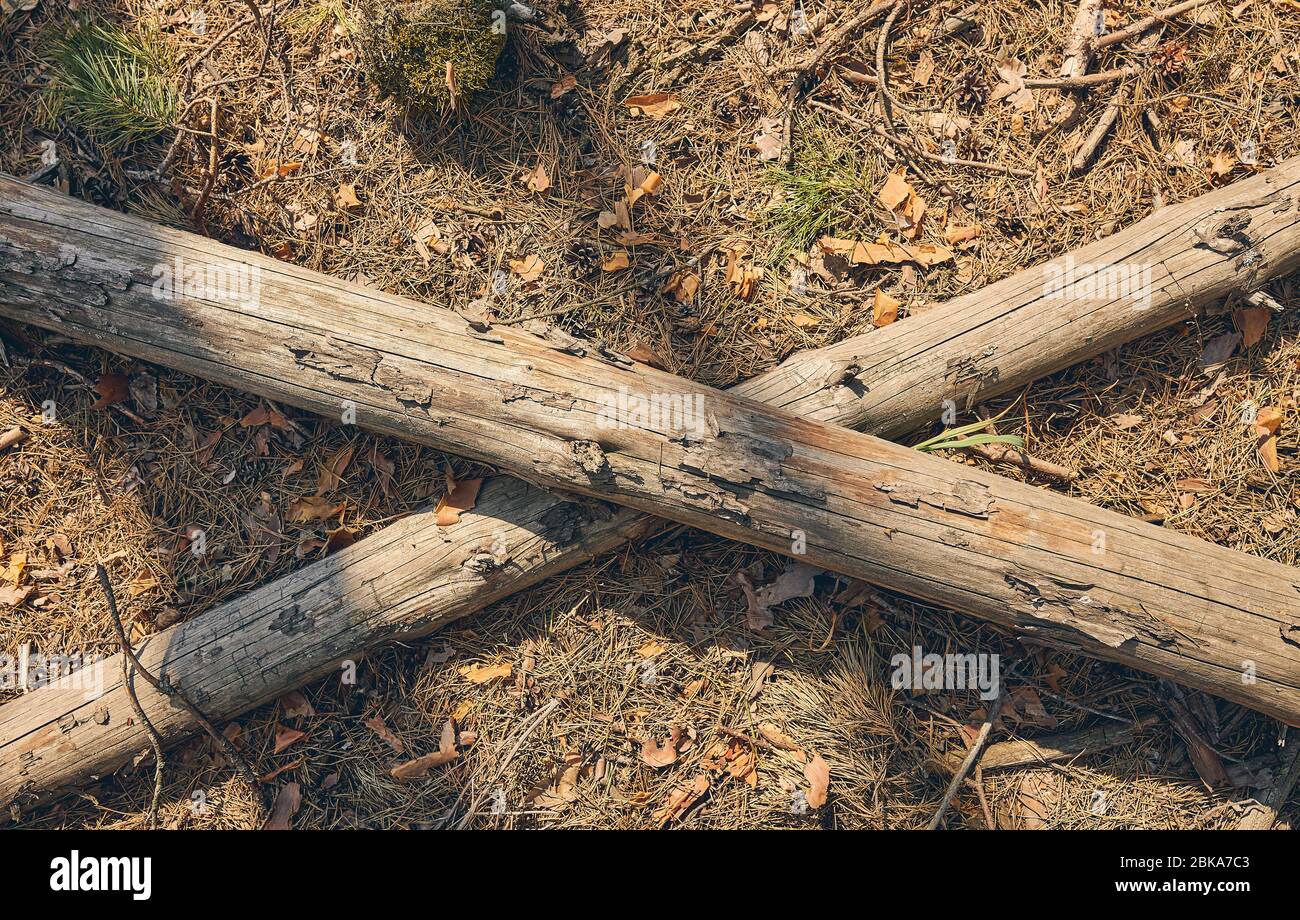 Zwei kahle Äste auf dem Waldboden Stockfotografie Alamy