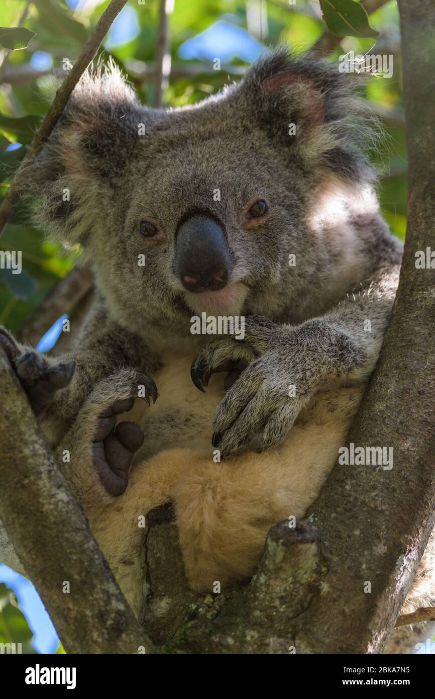 Ein erwachsener Kuschelkoala ruht friedlich in der Gabel eines Eukalyptusbaums in Queensland, Australien Stockfoto