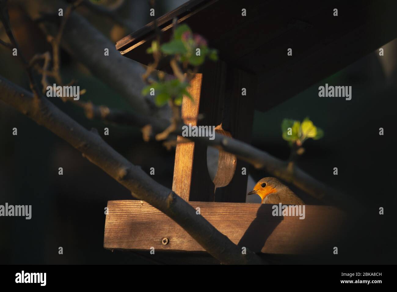 Rotkehlchen (Erithacus rubecula) im Futterhäuschen bei Sonnenuntergang. Stockfoto