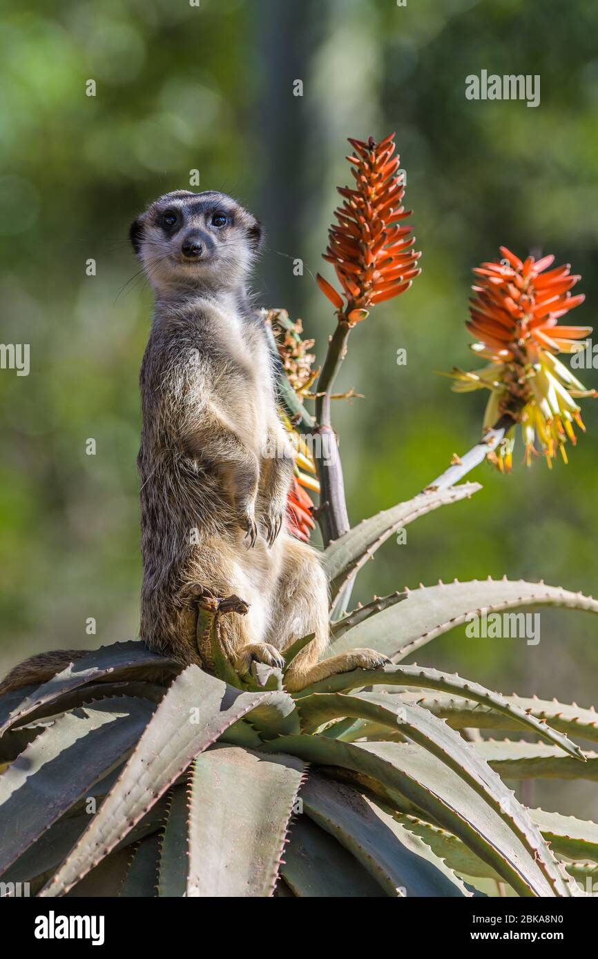 Erdmännchen stehen Wachdienst auf einer Aloe-Pflanze im Naturschutzgebiet des Australia Zoo in Beerwah in Queensland. Stockfoto