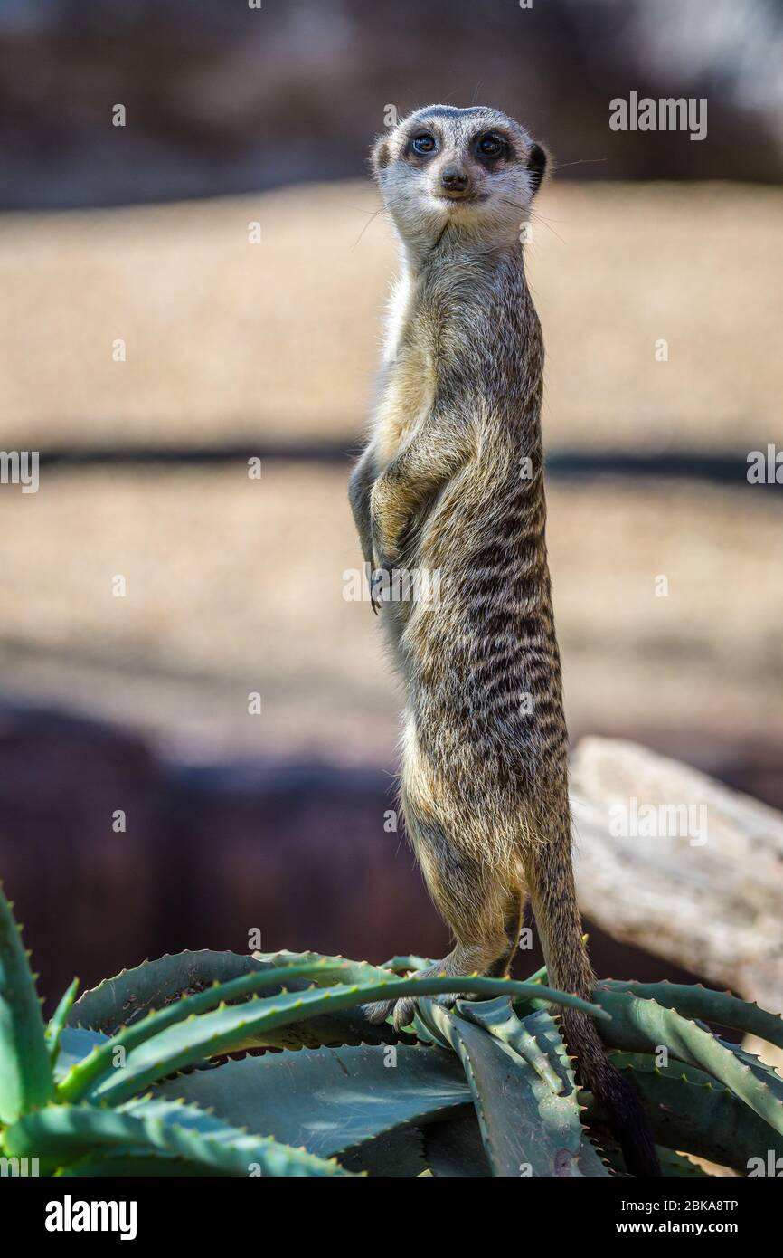 Erdmännchen stehen Wachdienst auf einer Aloe-Pflanze im Naturschutzgebiet des Australia Zoo in Beerwah in Queensland. Stockfoto