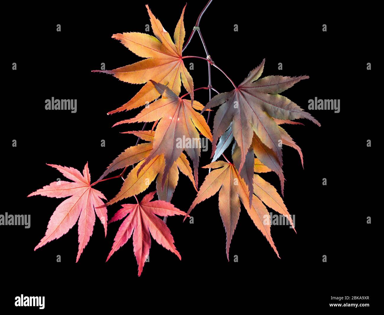 Hintergrundbeleuchtetes Frühlingsblatt des winterharten japanischen Ahorns, Acer palmatum 'Bloodgood' auf schwarzem Hintergrund Stockfoto