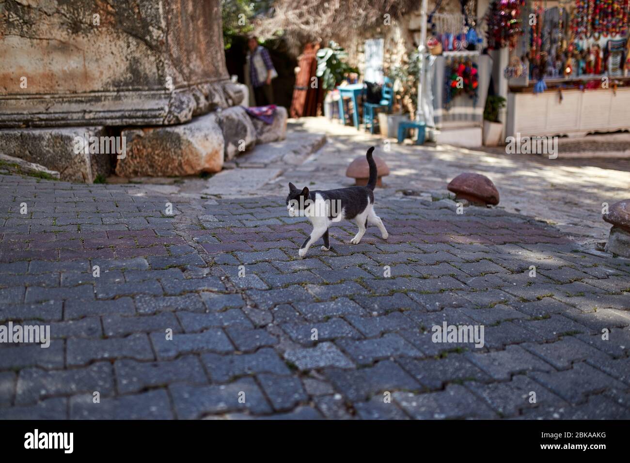 Laufende Katze auf der Straße Stockfoto