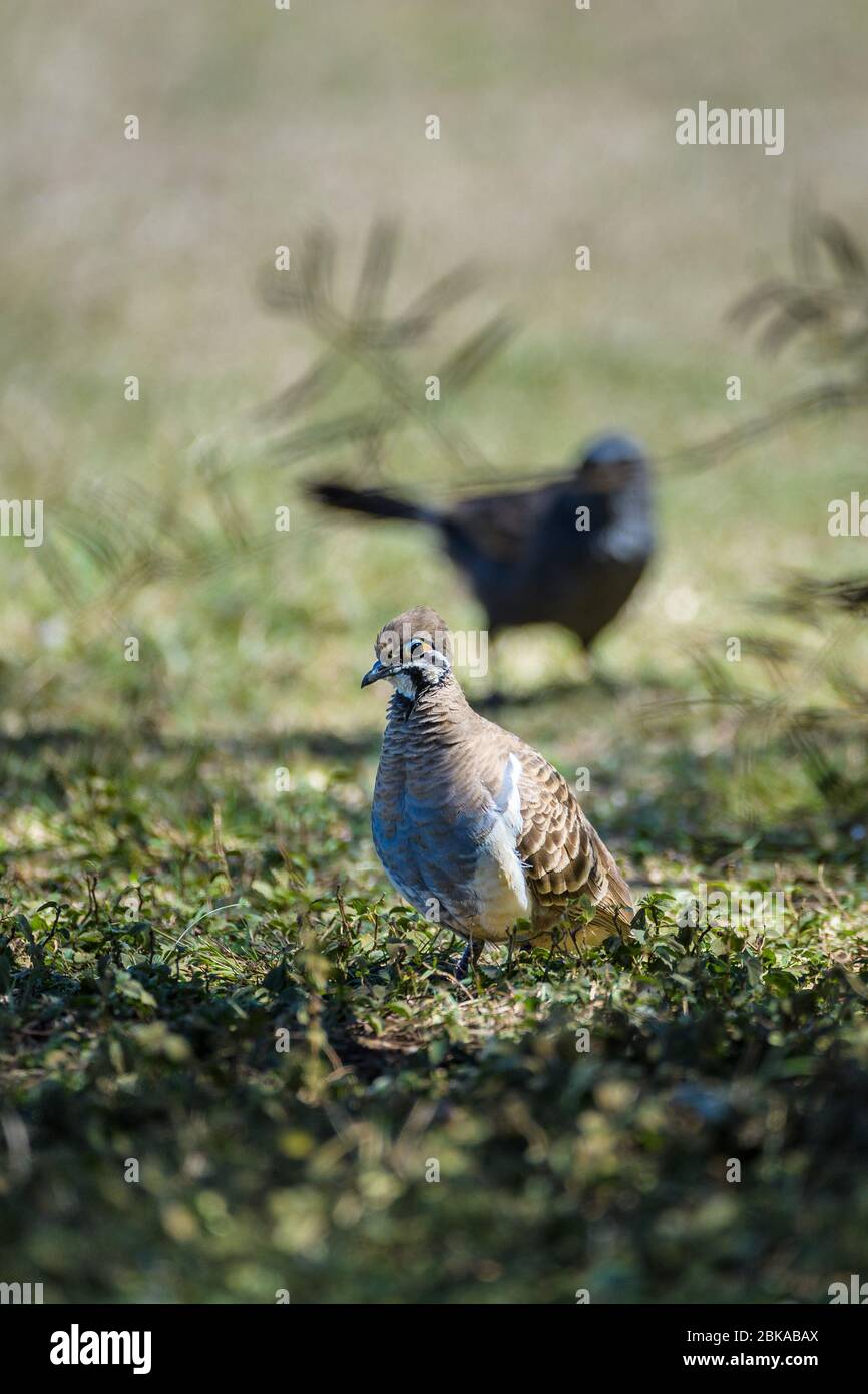 Queensland morph Squatter Taube nähert sich einem kleinen Wasserloch zu Fuß mit markanten roten Augen-Patch und schwarz-weißen Gesichtsmarkierungen. Stockfoto