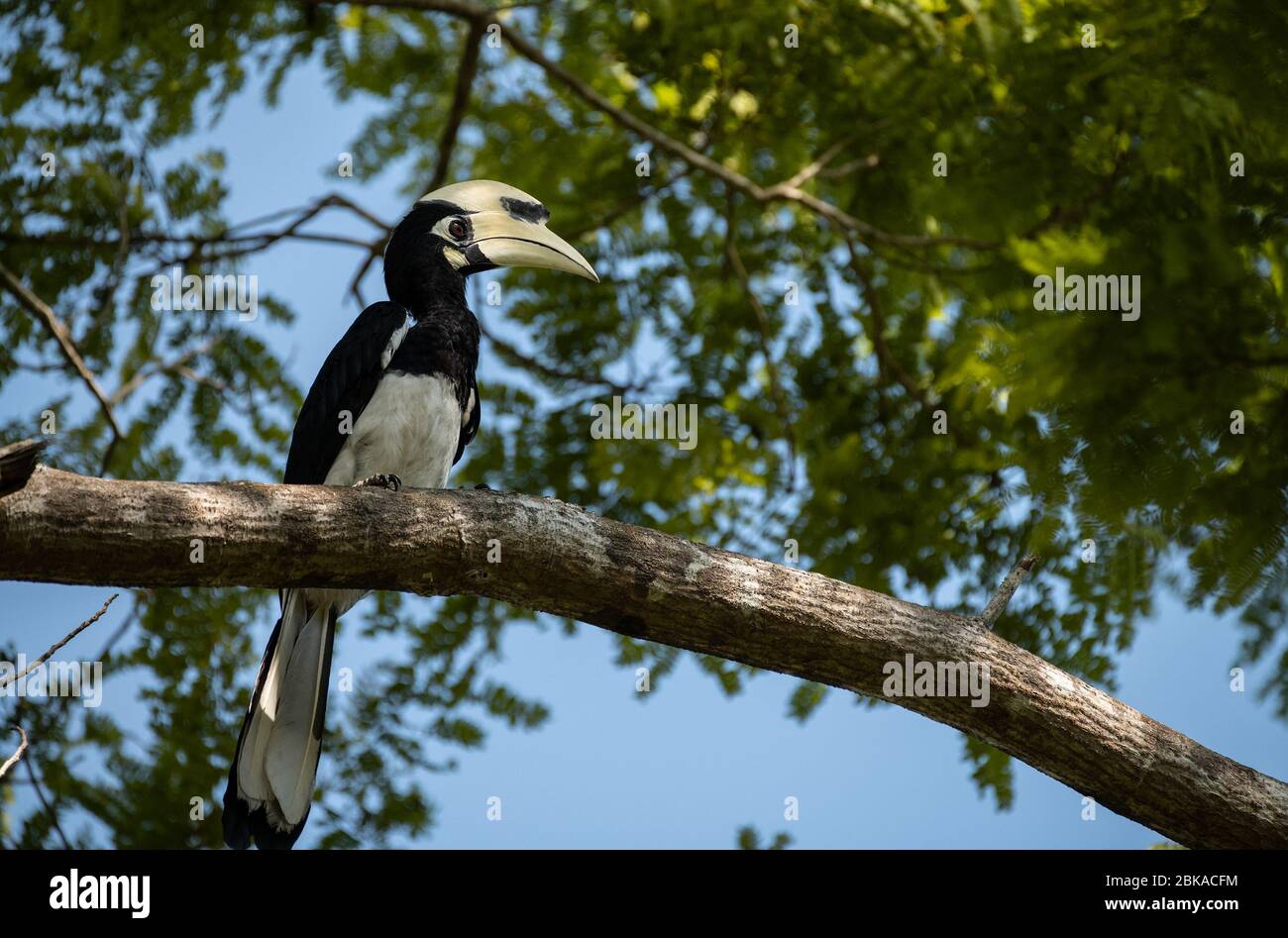 Orientalischer Hornvogel auf der Filiale, Singapur. Stockfoto