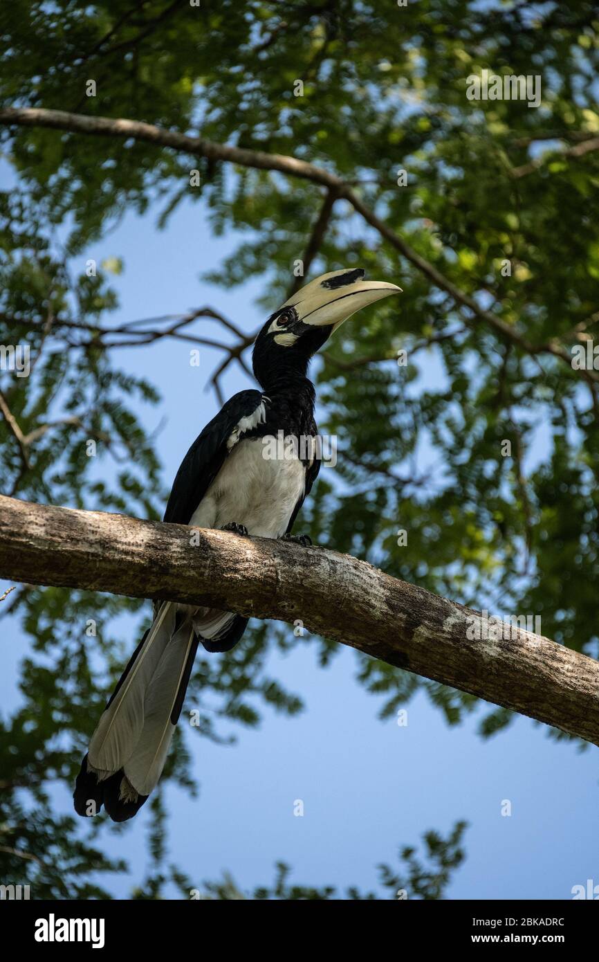 Orientalisches Hornbill-Porträt, Singapur. Stockfoto