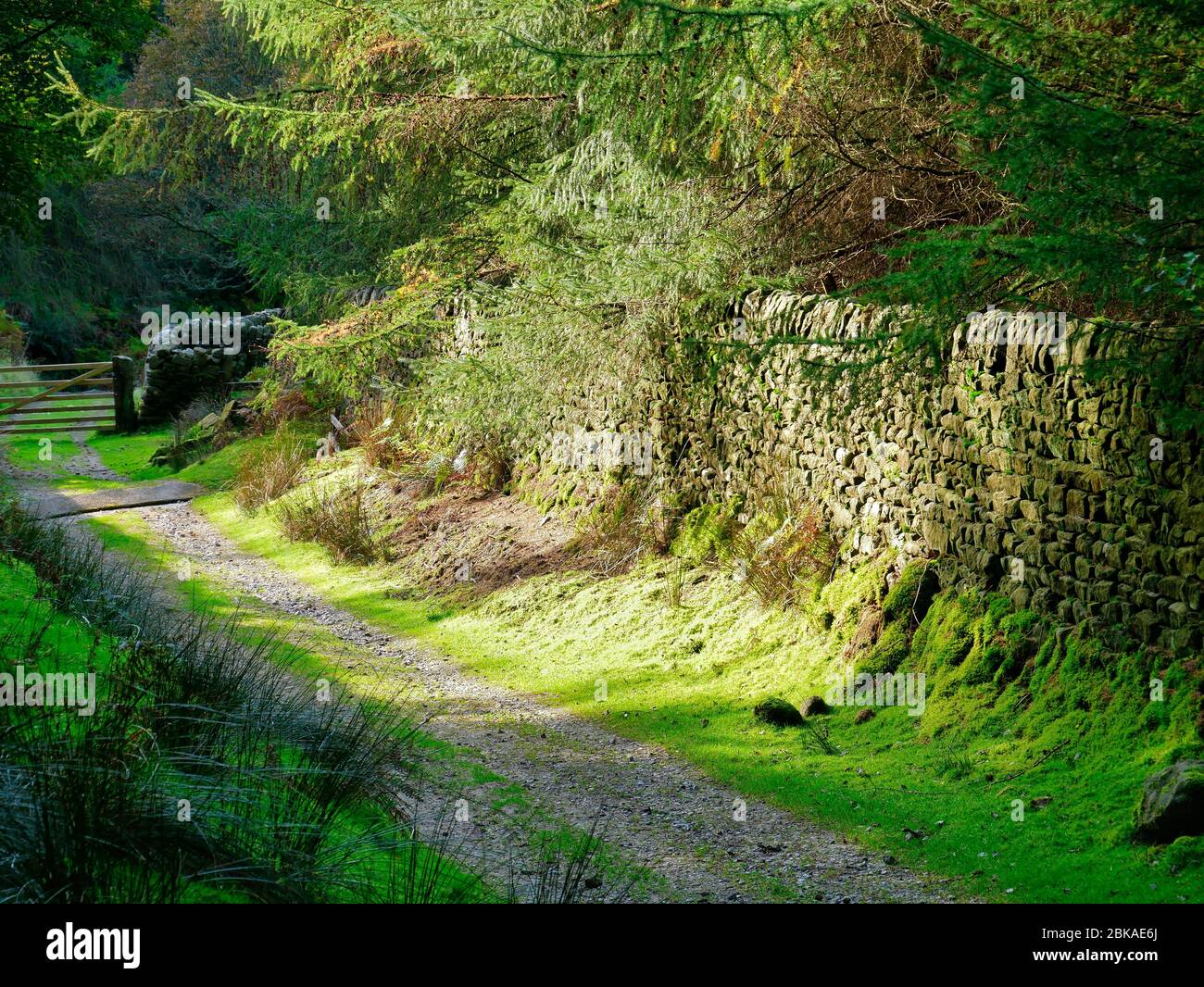 Sonnenschein fällt auf einer moosbedeckten Trockensteinmauer und Bäumen neben einem abgelegenen Pfad in den Yorkshire Dales in Großbritannien Stockfoto