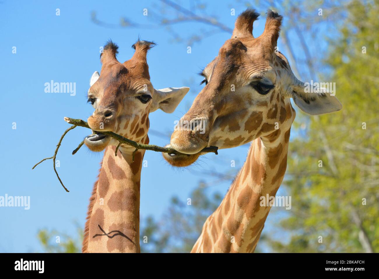 Nahaufnahme von zwei Giraffen (Giraffa camelopardalis), die einen Zweig auf blauem Himmel und Bäumen Hintergrund essen Stockfoto
