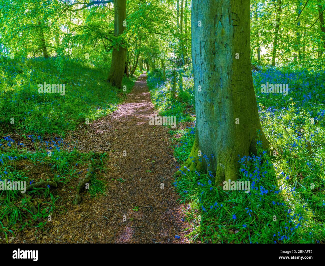 Bluebell Woods in Grims Ditch, The Ridgeway, Oxfordshire, England, Großbritannien, GB. Stockfoto