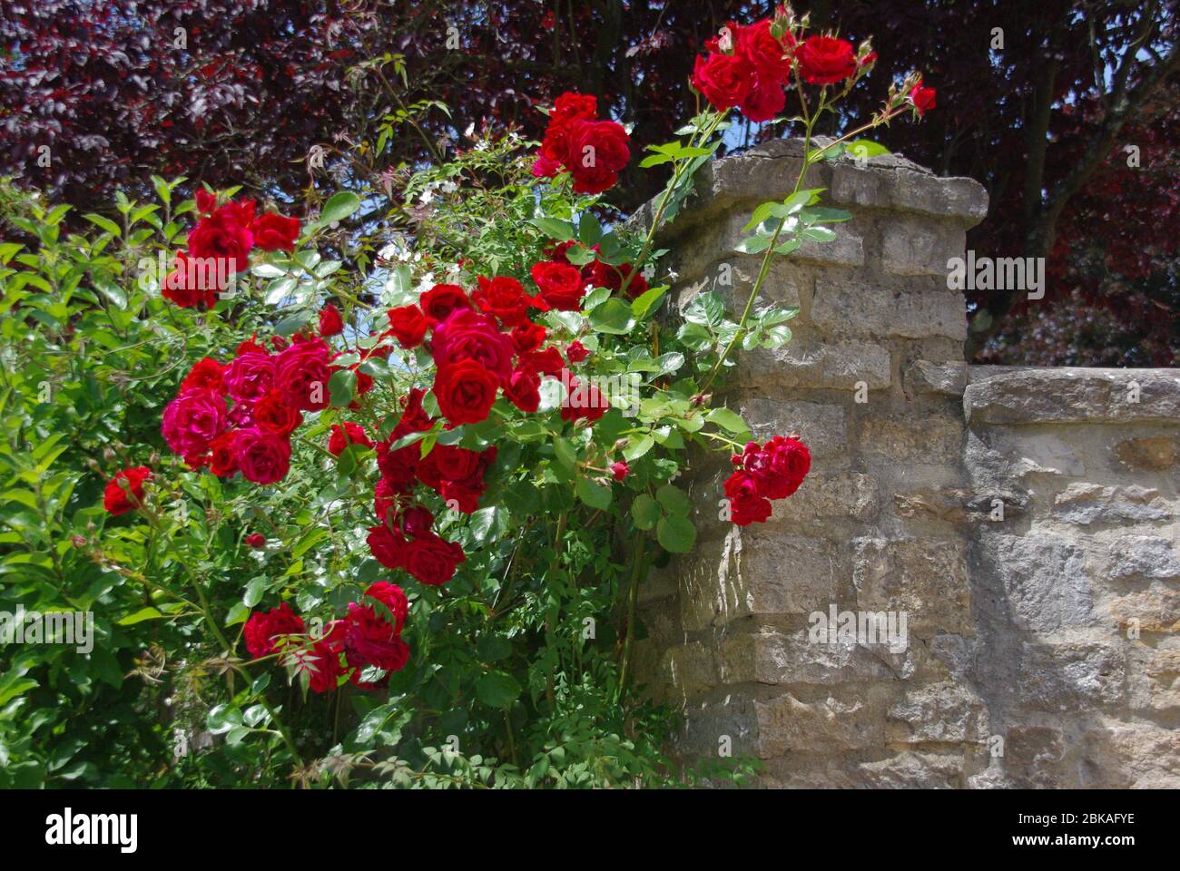 Rote Rosen wachsen über einer Wand Stockfoto
