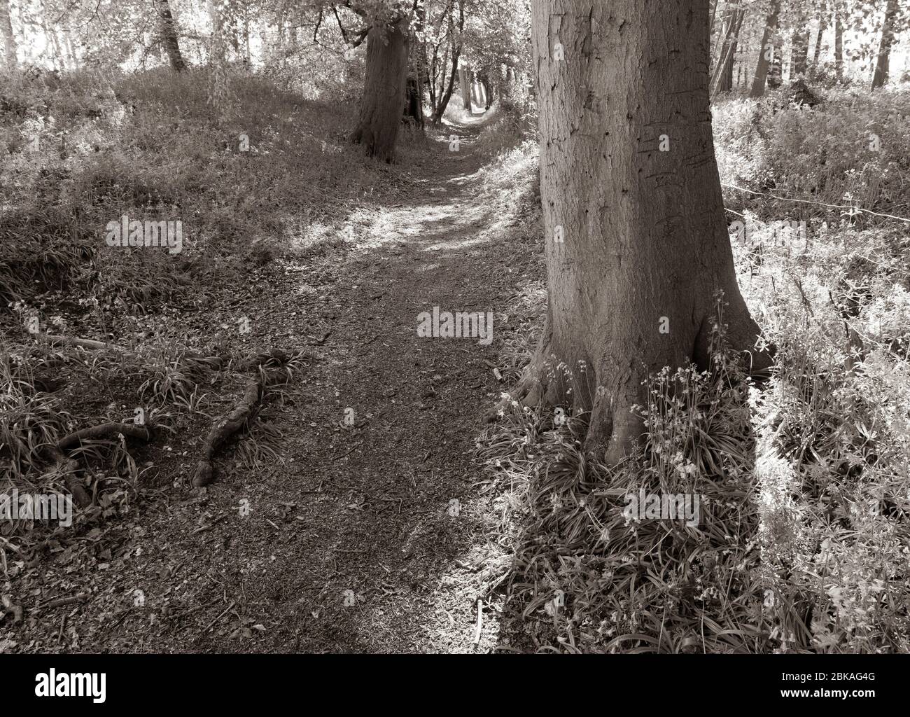 Schwarz-Weiß-Landschaft von Bluebell Woods im Grims Grat, Ridgeway National Trail, Oxfordshire, England, GB. Stockfoto