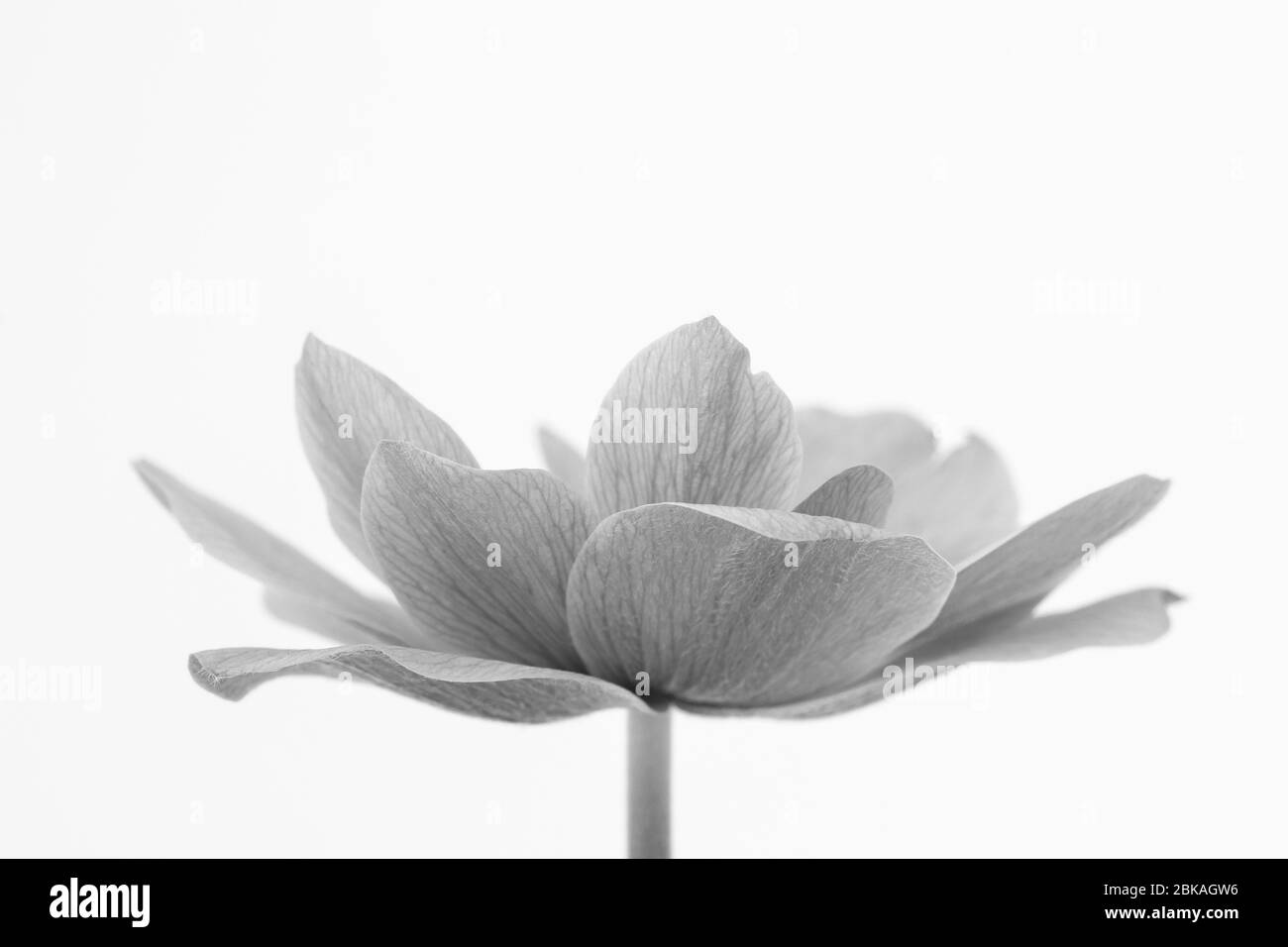 Schwarz-weißes Bild der zarten Blütenblätter einer Anemone-Blume vor weißem Hintergrund Stockfoto