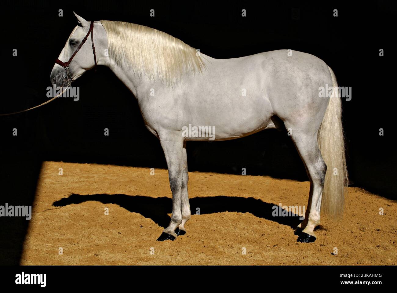 Schönes Porträt eines glänzenden weißen spanischen Pferdes in schwarzem Hintergrund in Spanien isoliert Stockfoto