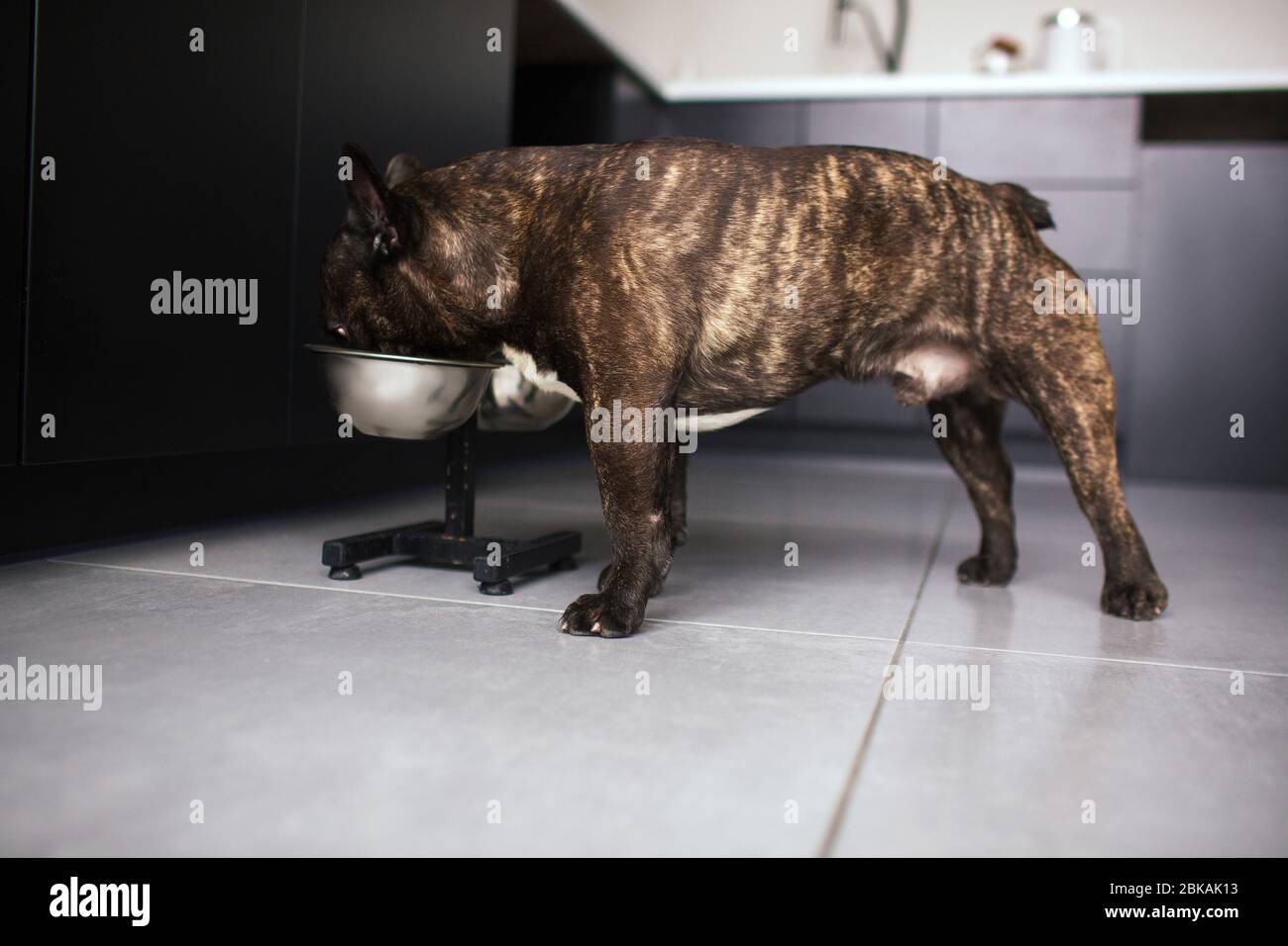 Junge Erwachsene französische Bulldogge essen Hundefutter aus Schüssel. Allein in der Küche. Tierpflege ohne Menschen. Dunkelhäutig Haustier. Stockfoto