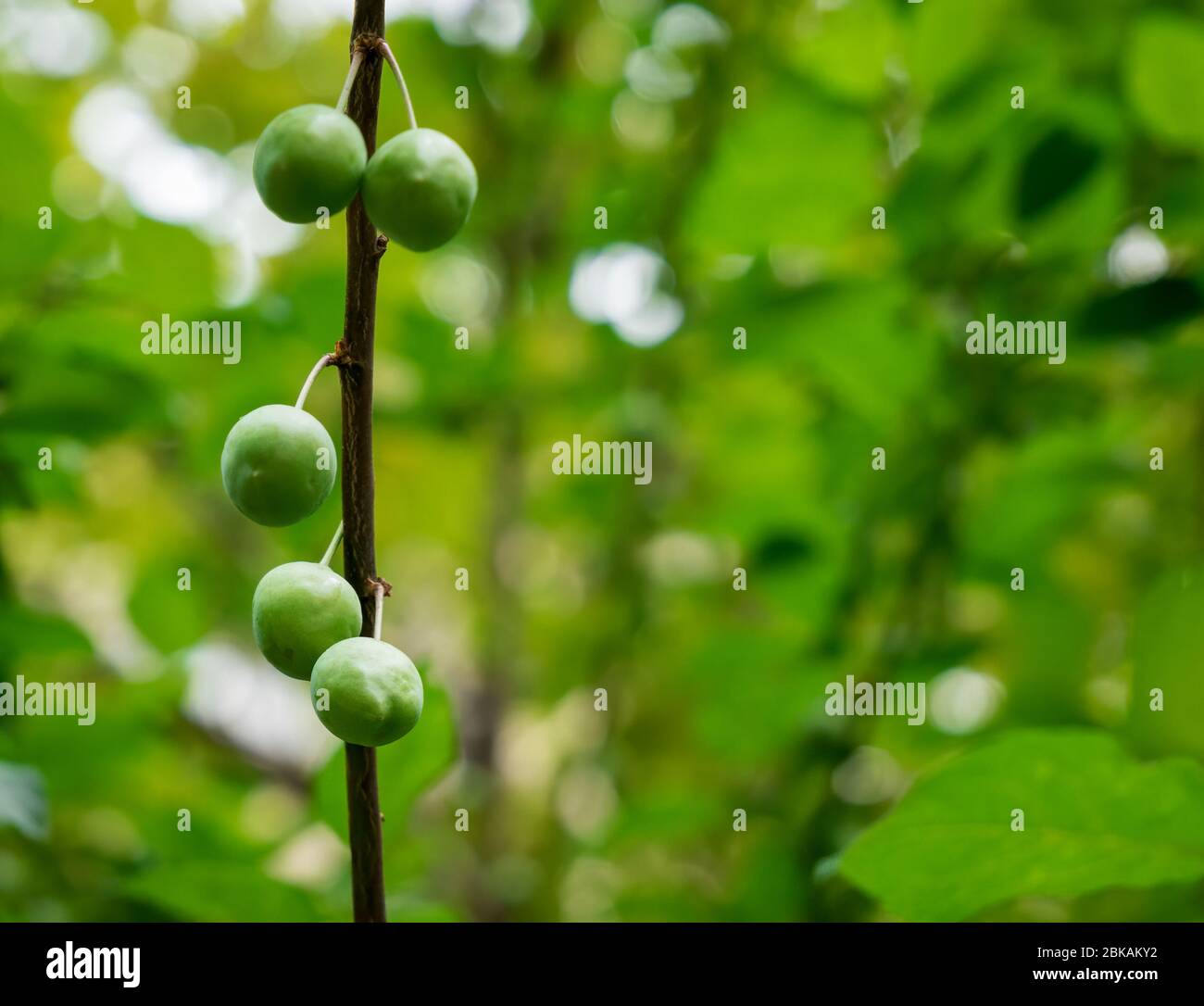 Unreife grüne Mirabelle, die an einem Ast hängt. Frischer Pflaumenbaum und verschwommener Hintergrund. Stockfoto