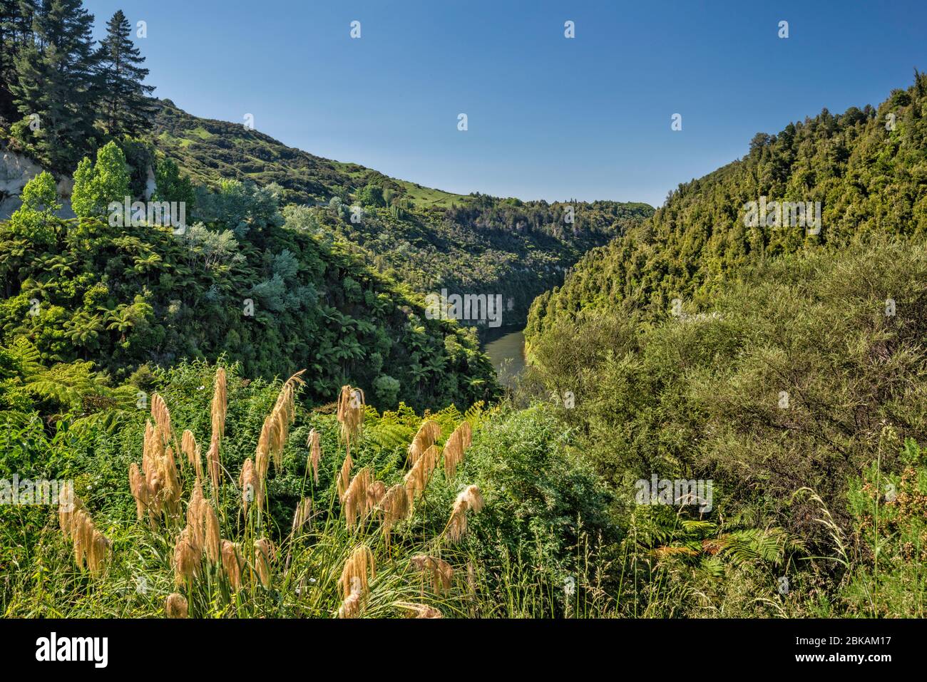 Canyon des Whanganui River, Toetoe Gras, südlich von Pipiriki, Manawatu-Wanganui Region, Nordinsel, Neuseeland Stockfoto