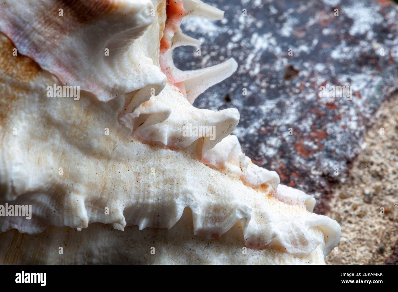 Conch ist ein gebräuchlicher Name, der auf eine Reihe von verschiedenen mittleren bis großen Meeresschnecken oder Muscheln angewendet wird. Der Begriff gilt im Allgemeinen für große Schnecken Stockfoto