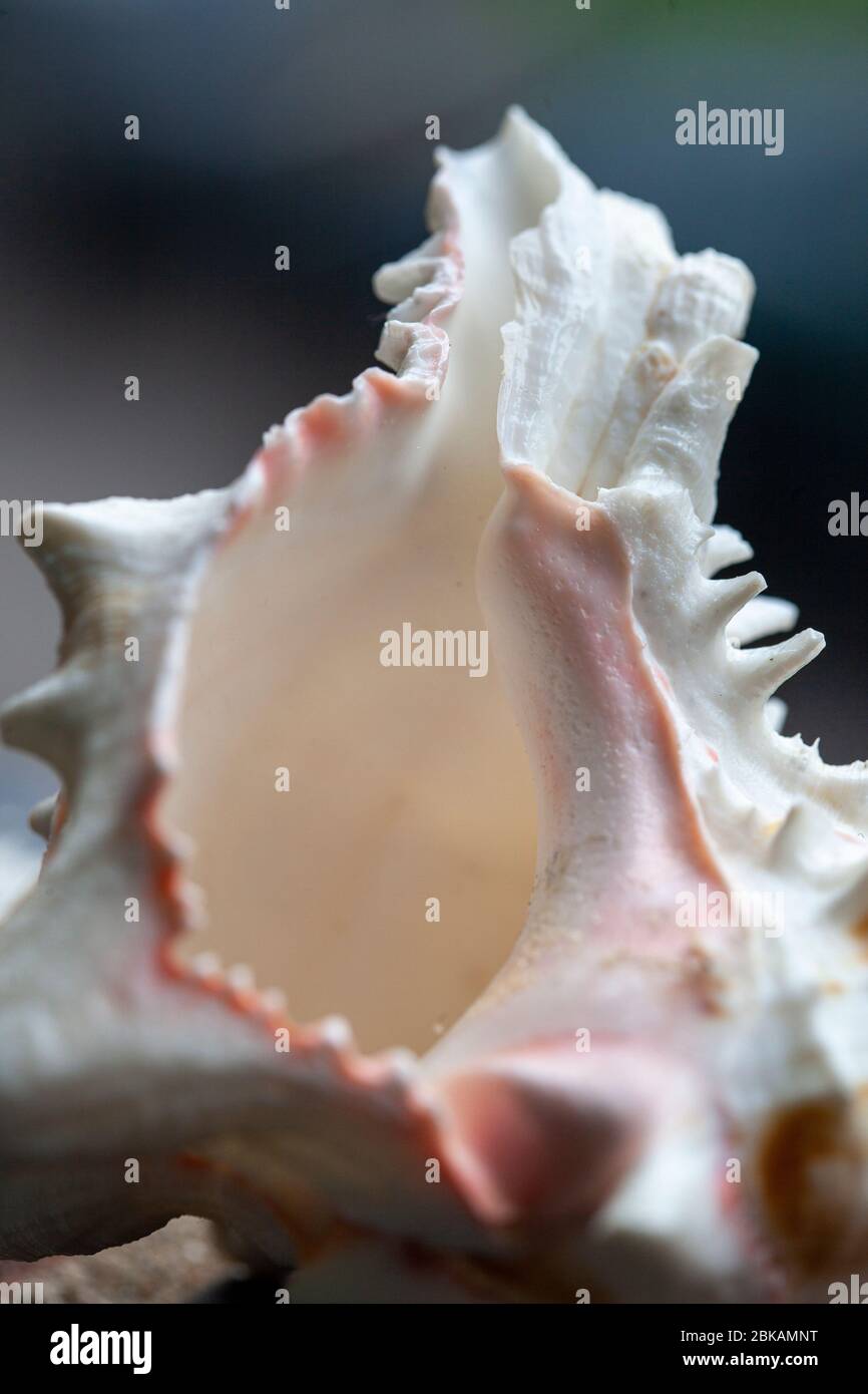 Conch ist ein gebräuchlicher Name, der auf eine Reihe von verschiedenen mittleren bis großen Meeresschnecken oder Muscheln angewendet wird. Der Begriff gilt im Allgemeinen für große Schnecken Stockfoto