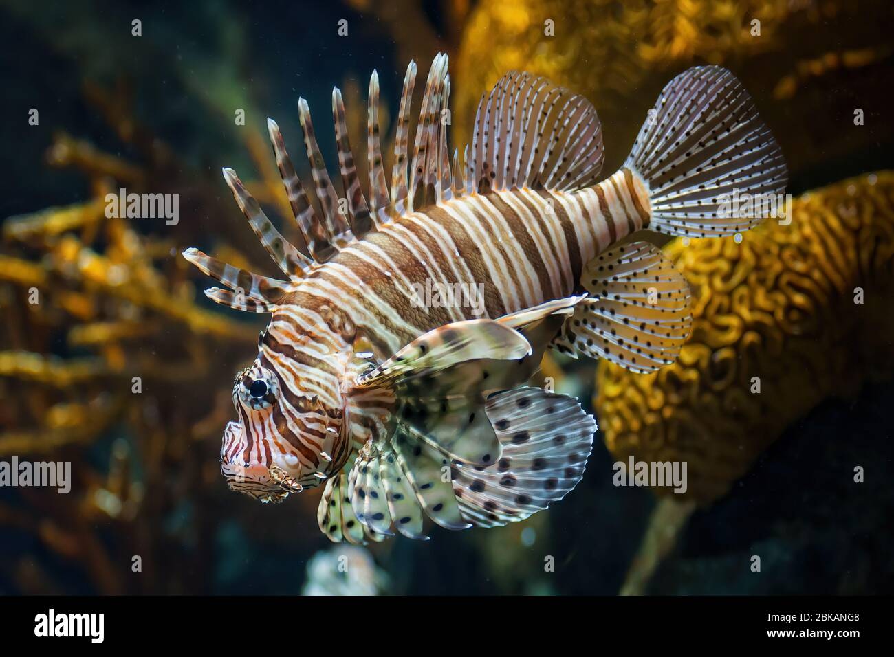 Rotfeuerfisch (Pterois volitans) giftige Korallenrifffische, Familie Scorpaenidae, beheimatet in der indopazifischen Region. Stockfoto