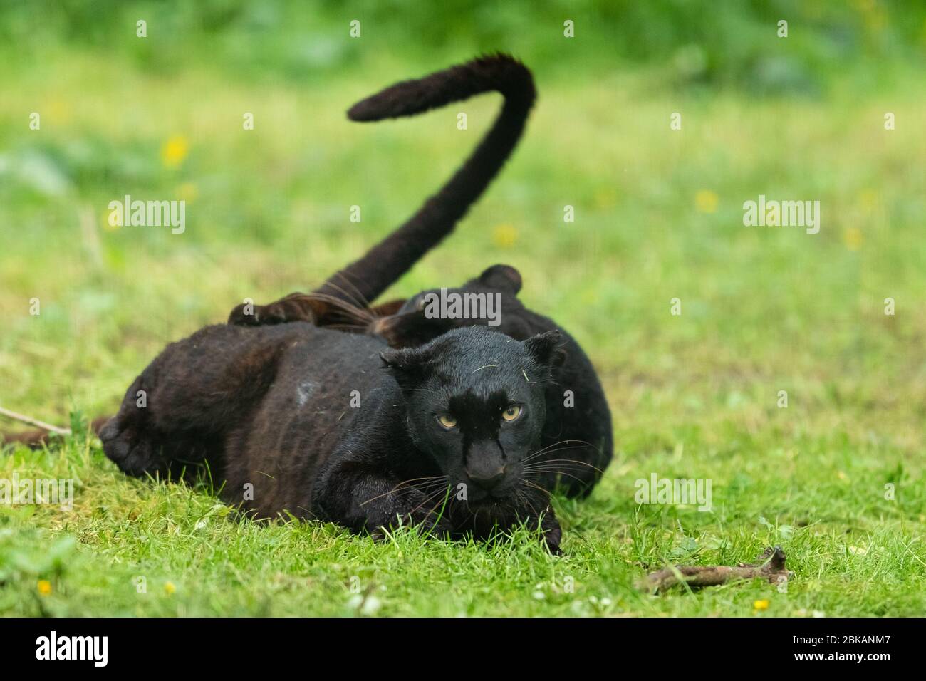 Porträt des schwarzen Panthers im Dschungel Stockfoto