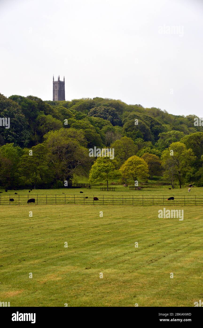 Der hohe Square Stone Bell Tower der St. Nectans Pfarrkirche im Hamlet von Stoke 'Cathedral of North Devon' von Hartland Abbey, North Devon. Stockfoto