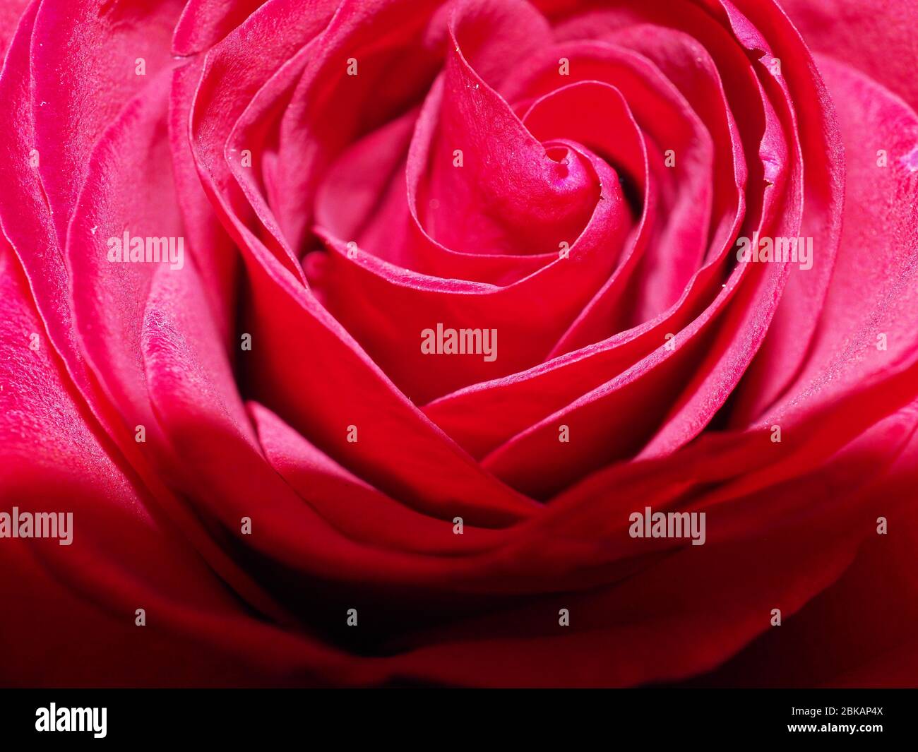 rote Rosenblüten Nahaufnahme Stockfoto