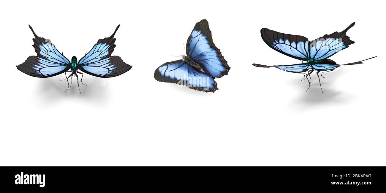 Drei schöne große tropische Schmetterlinge Morpho didius.3D-Rendering. Stockfoto