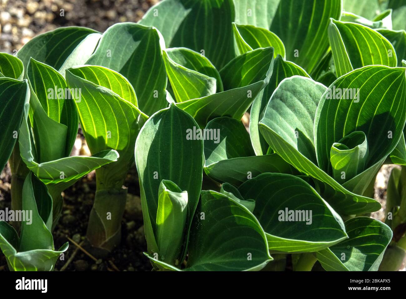 Die „Blue Mouse Ears“-Blätter von Hosta Stockfoto