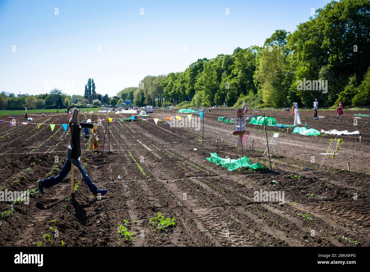Ackerland in Grundstücke zur Miete im Lindenthal Bezirk in der Nähe des Stuettgenhof, Urban Gardening, Köln, Deutschland. Ackerflaechenparzellen to Stockfoto Ackerland in Grundstücke zur Miete im Lindenthal Bezirk in der Nähe des Stuettgenhof, Urban Gardening, Köln, Deutschland. Ackerflaechenparzellen to Stockfoto
