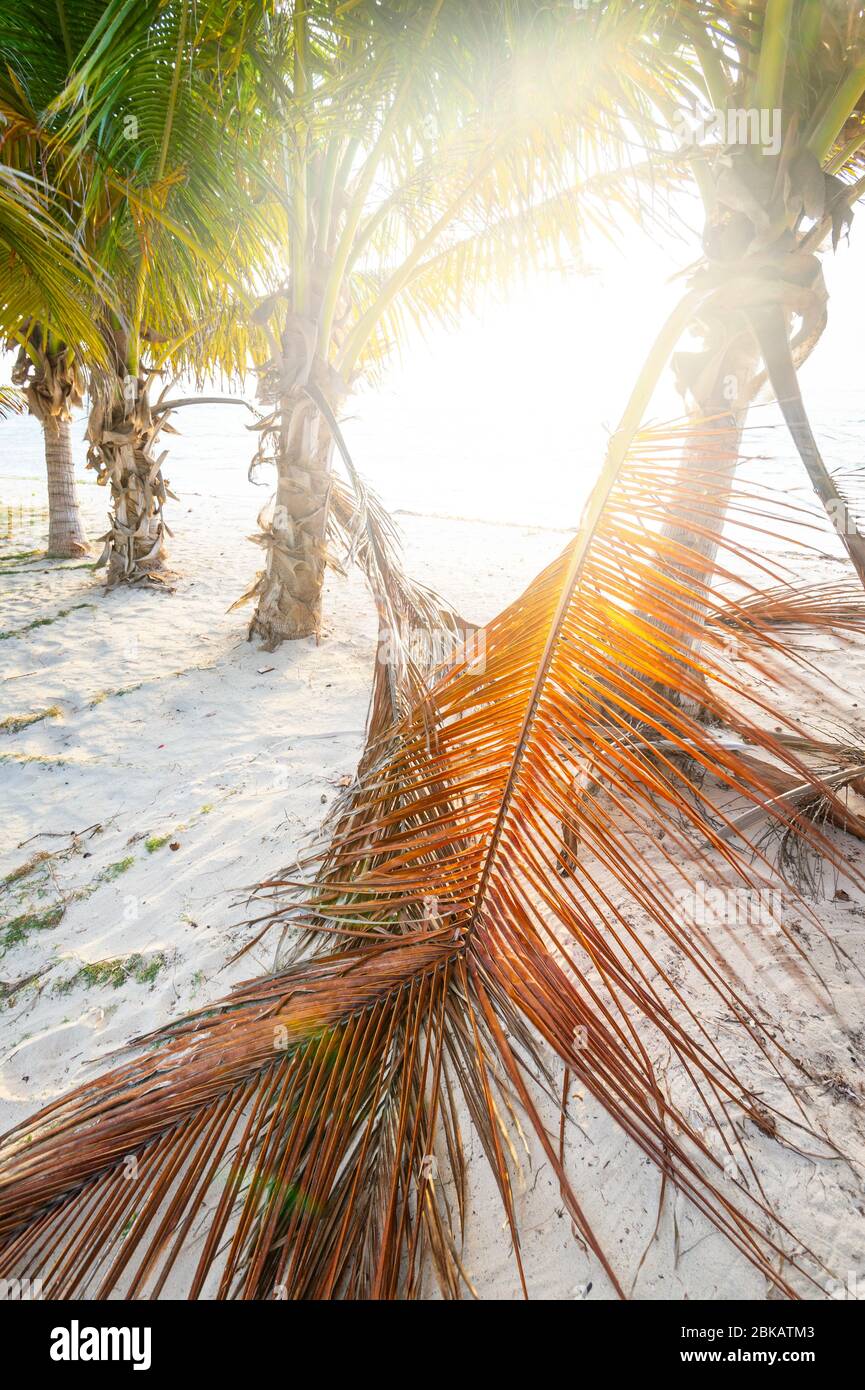 Strahlender Sonnenschein am Strand mit Palmen Stockfoto