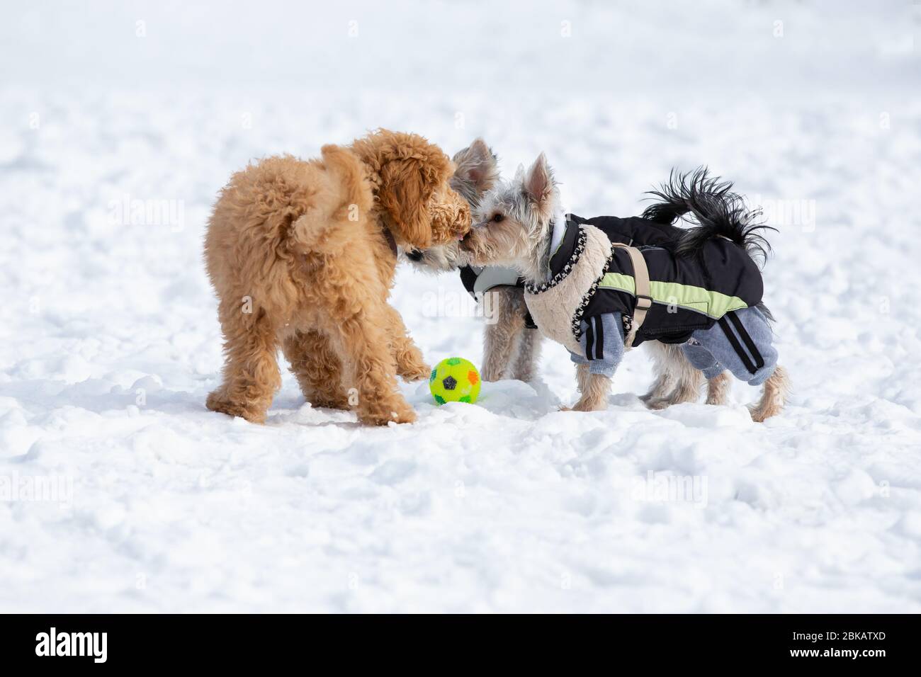 Pudel Welpen und ein Yorkshire Terrier Welpen im verschneiten Wienerwald, Österreich Stockfoto