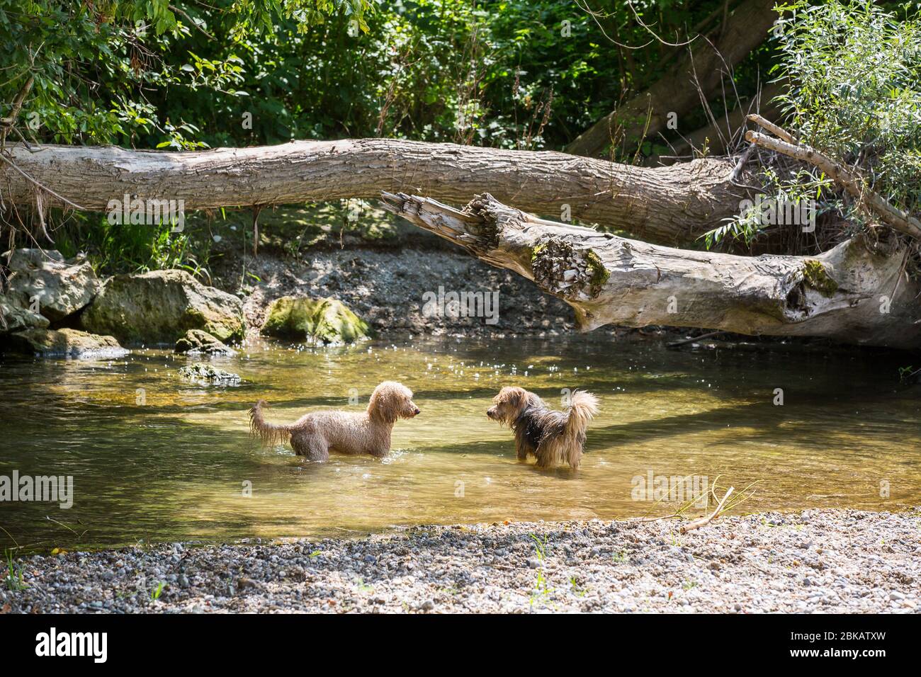Zwei glückliche Hunde ein junger Terrier und ein junger Pudel spielen im Wasser und genießen den kalten Fluss an einem heißen Sommertag, Leitha Fluss, Österreich Stockfoto