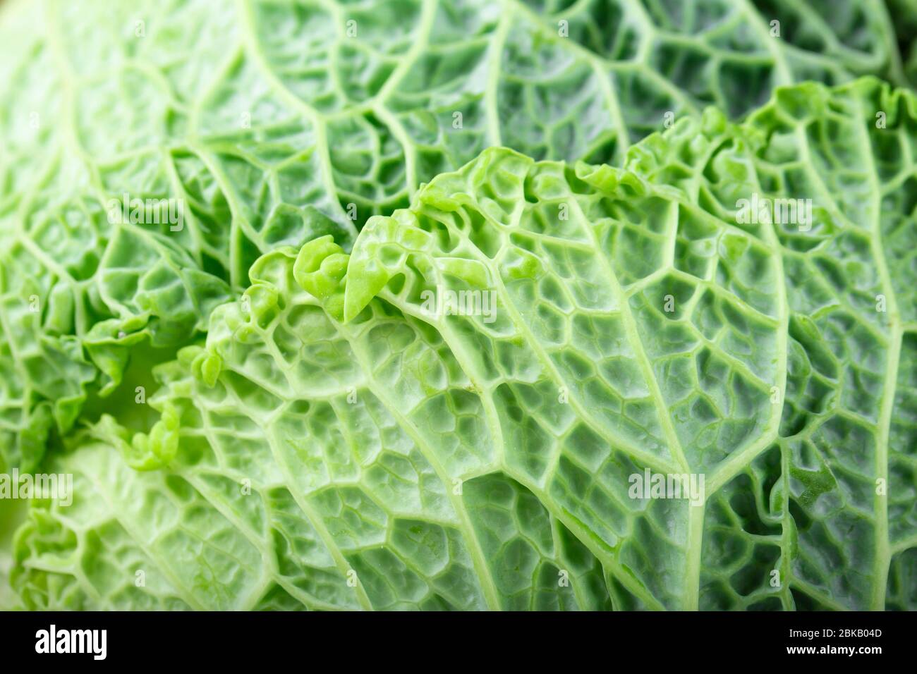 Wirsing Kohl Superfood Textur.Nahaufnahme. Stockfoto