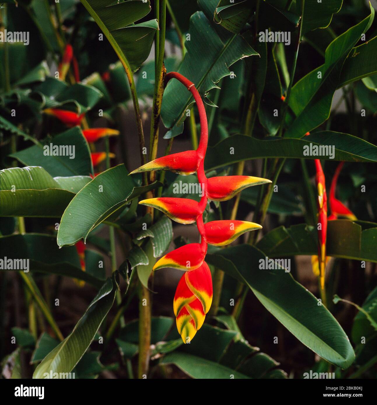 Heliconia rostrata, hängende Hummer-Klaue Blume, Südamerika Stockfoto